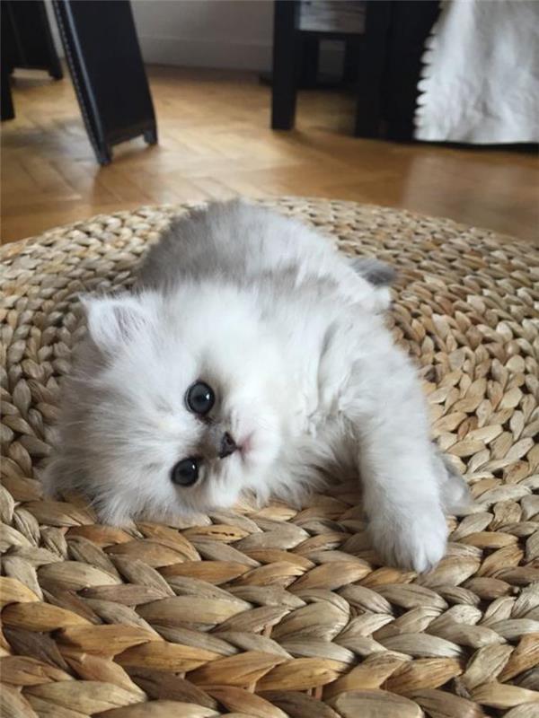 supervänlig persisk-katt-liten-vit-kattunge