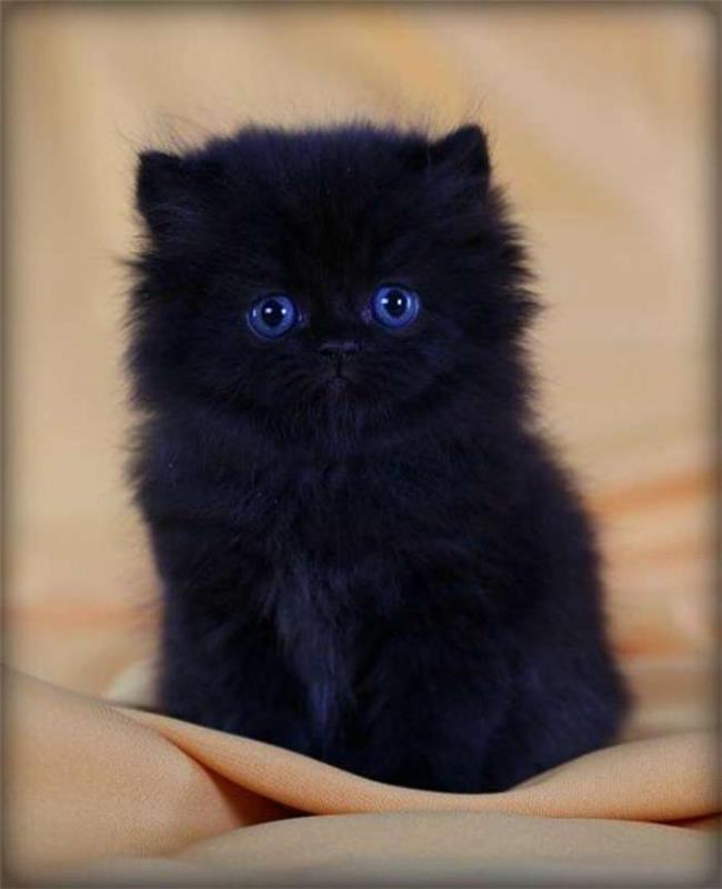 Persisk-katt-liten-svart-kattunge-ras-persisk