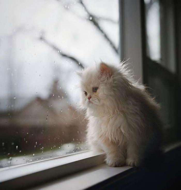 persisk-katt-liten-persisk-kattunge-supersöt