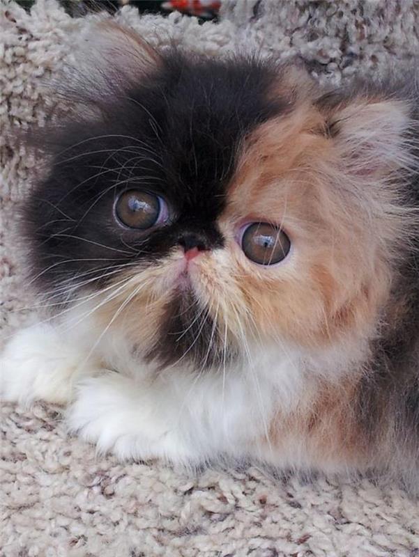 persisk-katt-liten-tricolor-kattunge