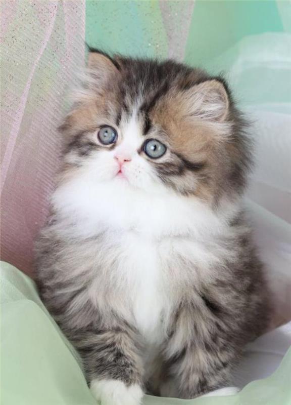 bedårande-vit-och-grå-persisk-liten-persisk-katt