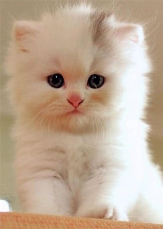 söt-liten-boll-långhårig-persisk-katt