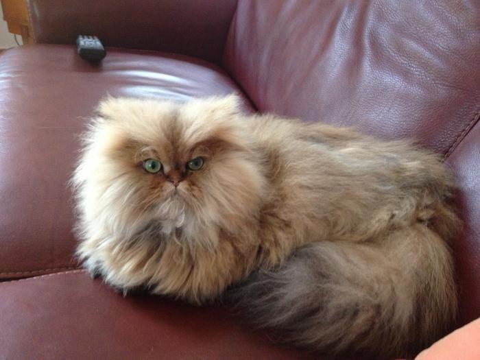 persisk-katt-rikligt-hår-mycket-vacker-persisk-katt