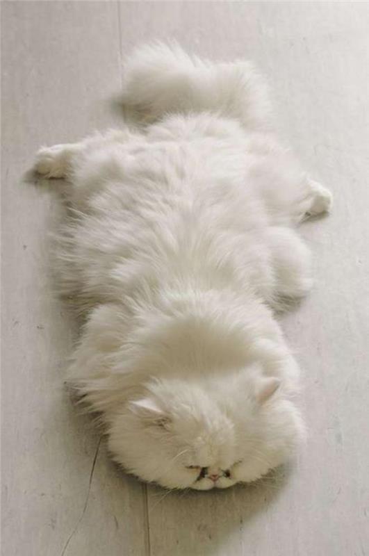 persisk-katt-yoga-pose-av-persisk-katt