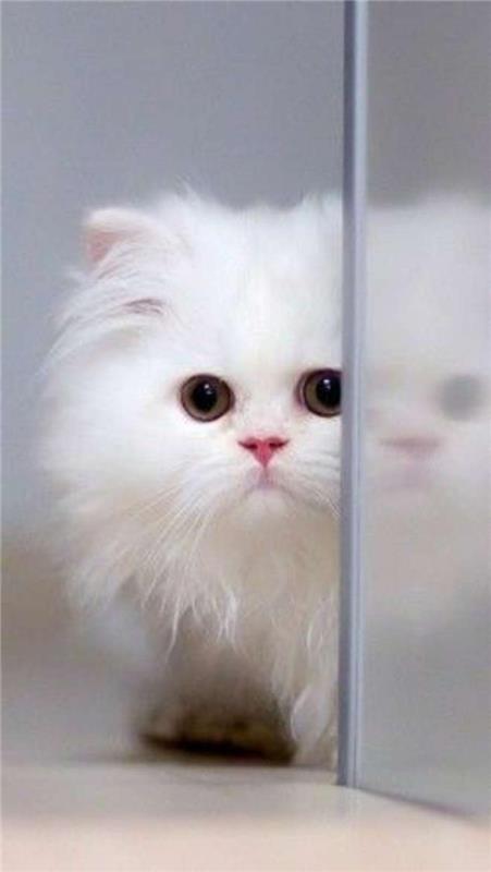 Persisk-katt-representativ-vit-av-den-stora-persiska-katter-familjen