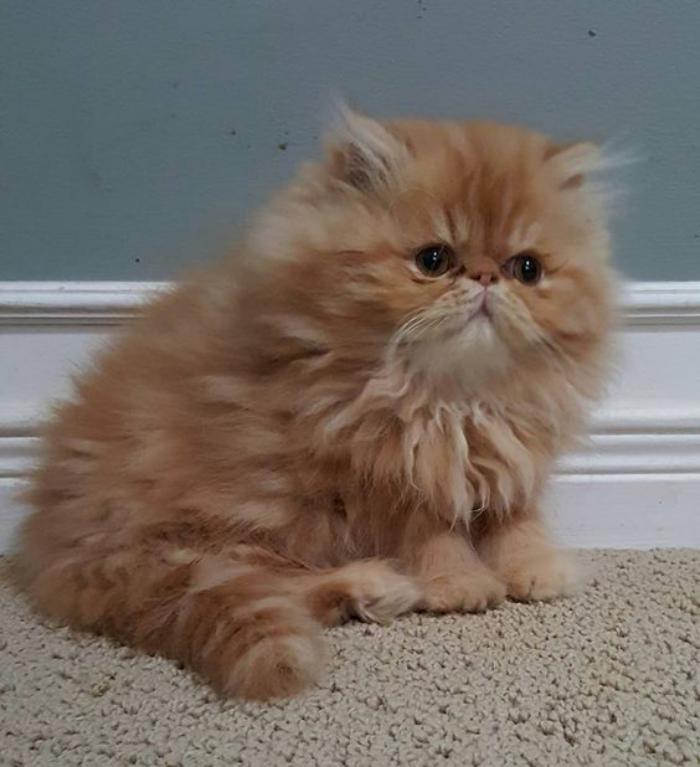 röd-persisk-katt-katter-de-vackraste-katter