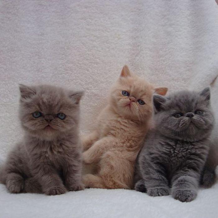 persisk-katt-tre-vackra-persiska-vackra-kattungar