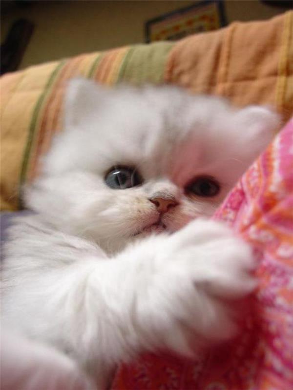 persisk-katt-en-liten-vit-katt-som-vill-somna