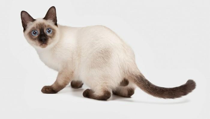 siames-katter-karaktär-siames-katt-pris-bebis-katt-katt-färgning