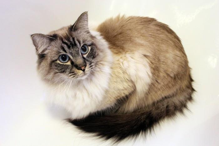 Kater Carlos (geb. 20.10.2011) - Ragdoll - RAG n 21 seal -tabby -c