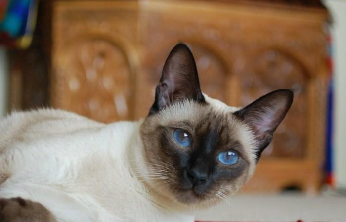 Siamese-katter-siames-katt-siames-katt-siames-katter-pris