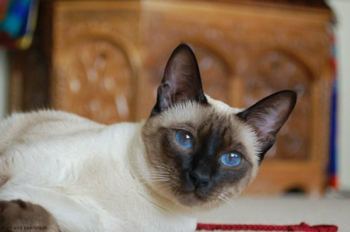 Siamese-katter-siames-katt-siames-katt-siames-katter-pris