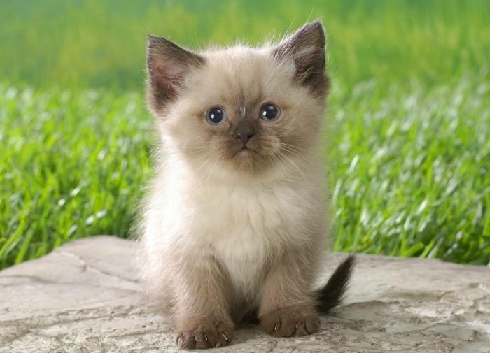 siames-katter-kattunge-för-söt-liten-katt-söt-siames-katt-pris