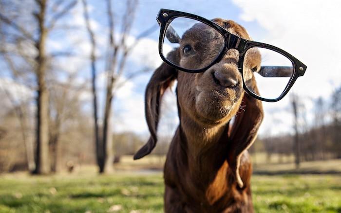 البومة خلفية خلفية جميلة الفكاهة خلفية مضحكة الماعز رائعتين مع النظارات