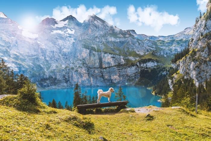 bezplatná ukážka tapety s malým bielym psom na drevenej lavičke v zasnežených horách s tyrkysovým vodným jazerom