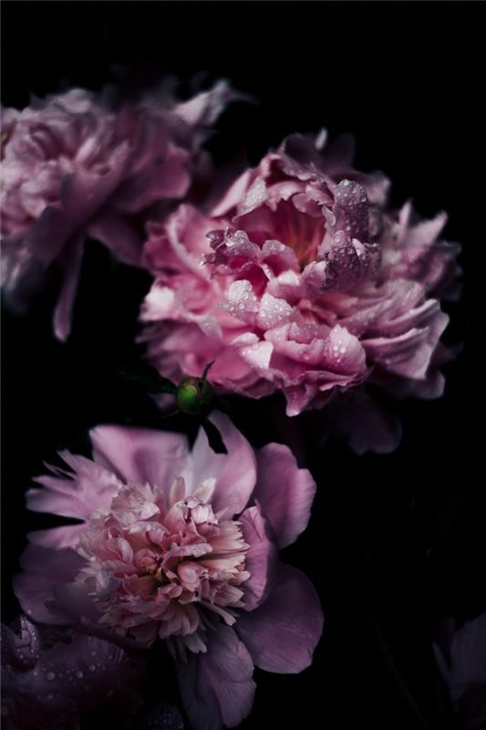 Ružové pivonky s malými kvapkami vody profesionálna fotografia kvetu s čiernym pozadím, text ku dňu matiek, nápad ku dňu matiek
