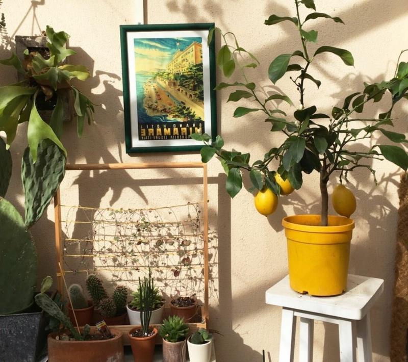 4 säsonger citronträd ett citronträd i en plastkruka på en liten stol