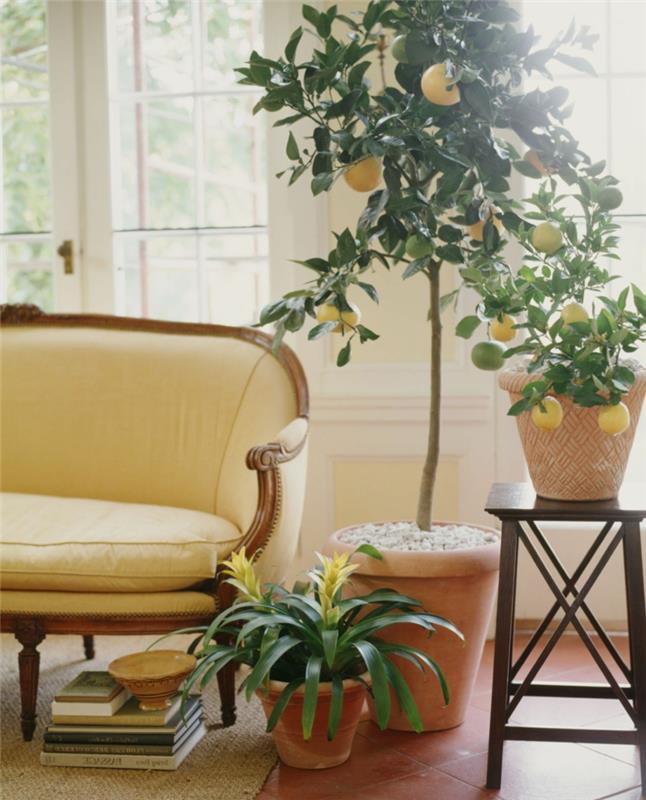 citrón v kvetináči citrónovník ako ozdoba miestnosti