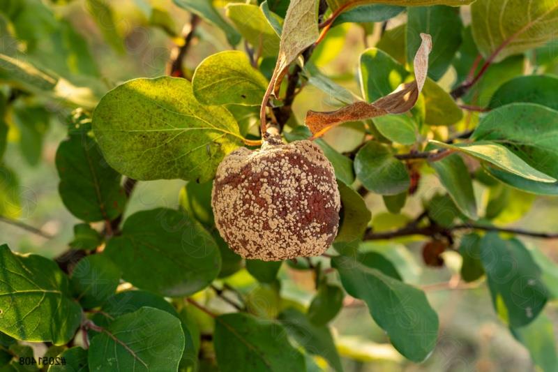 citronträdsjukdomar ett citronträd som är sjukt av monilios
