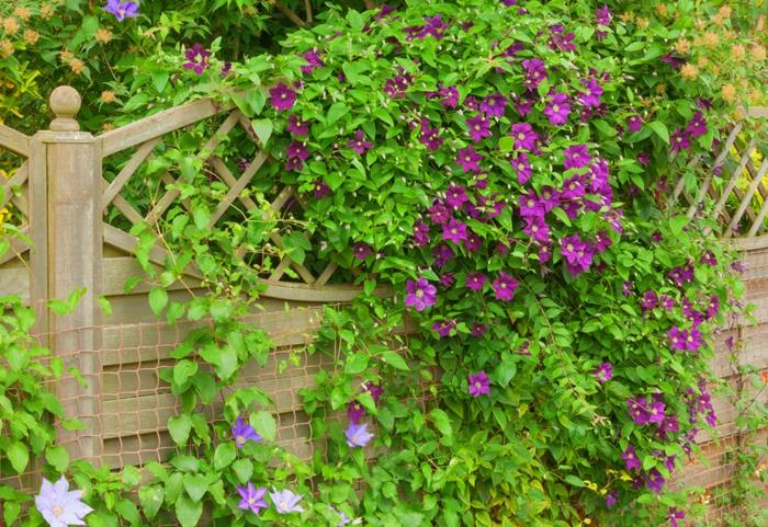 Vynikajúci kvitnúci ker plamienku vo fialovom orgováne, záhradný plazivý kvet