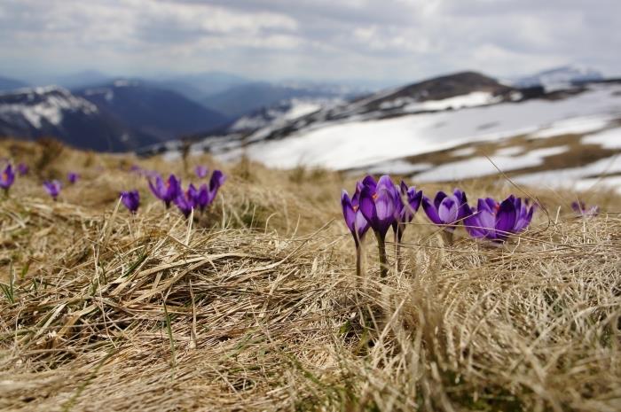 slamené polia s fialovými kvetmi a výhľad na vzdialené hory so zasneženými kopcami pre tapetu na plochu