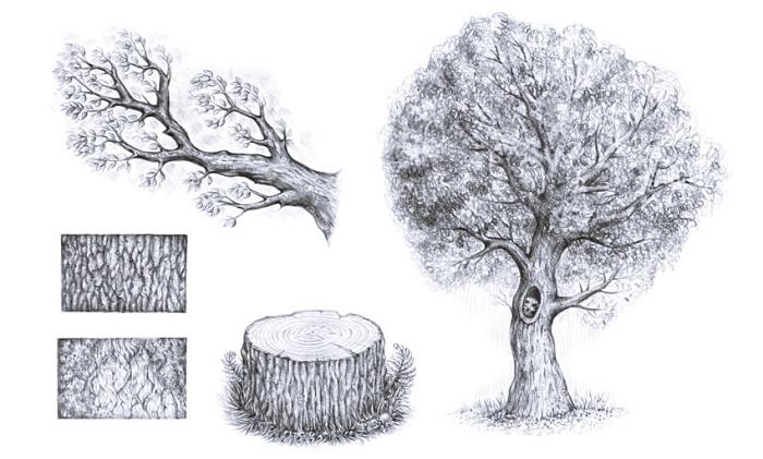 ما هي العناصر الأساسية في رسم شجرة سهل ، ورسم شجرة الربيع مع الجذع والأوراق ، وكيفية رسم شجرة بسهولة