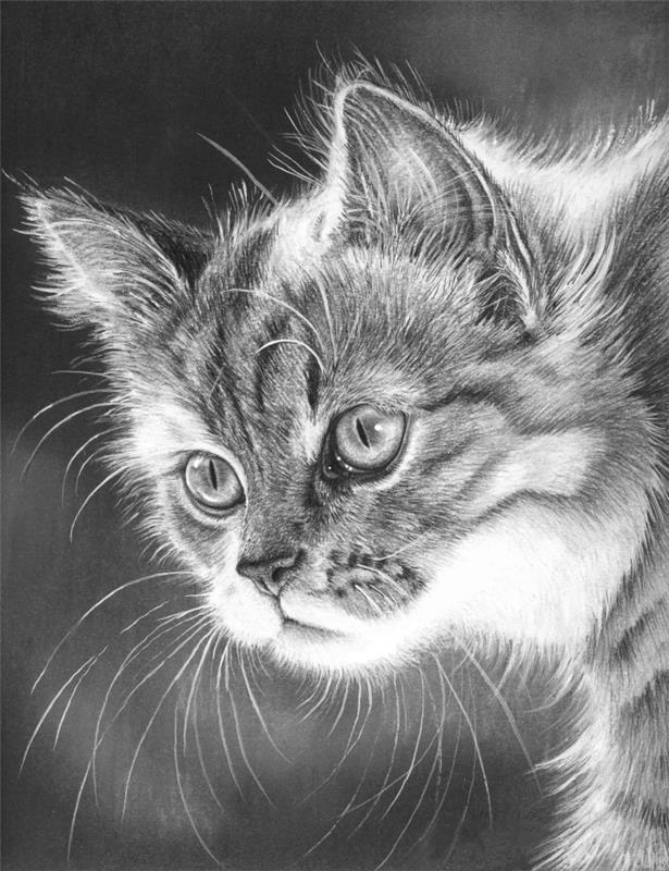 realistisk katthuvud penna ritning mall, djur mönster penna ritningar exempel för proffs