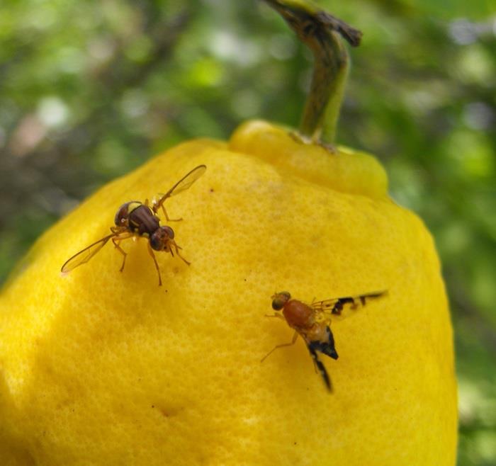 كيفية التخلص من البراغيش في المنزل البراغيش على الليمون