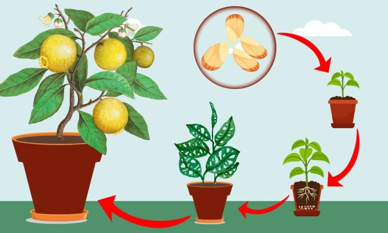 ako pestovať citrónovník cesta k citrónu