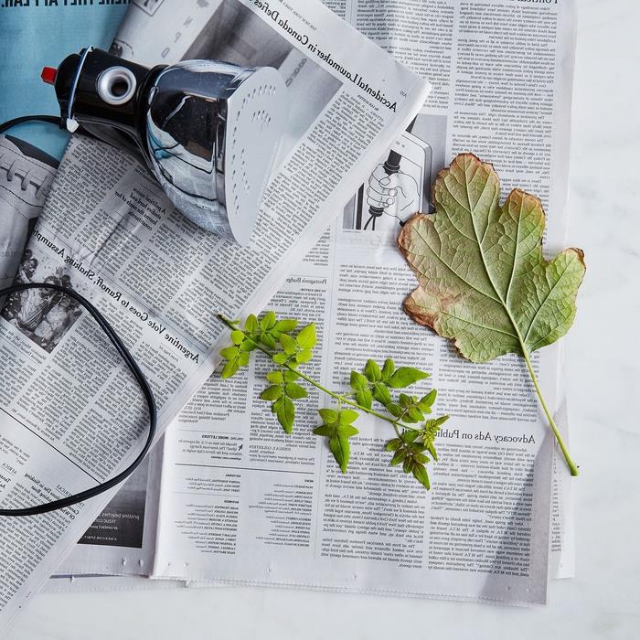 teknik för att pressa bladen med ett järn för att göra ett herbarium på kort tid