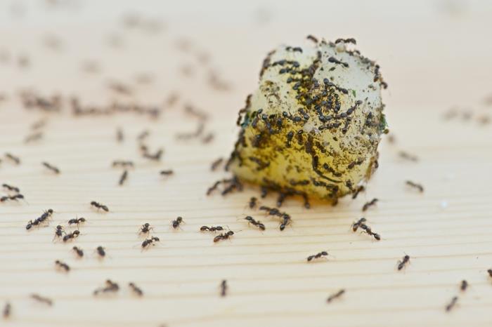 كيفية القضاء على النمل بمكونات طبيعية بدون طرق كيماوية