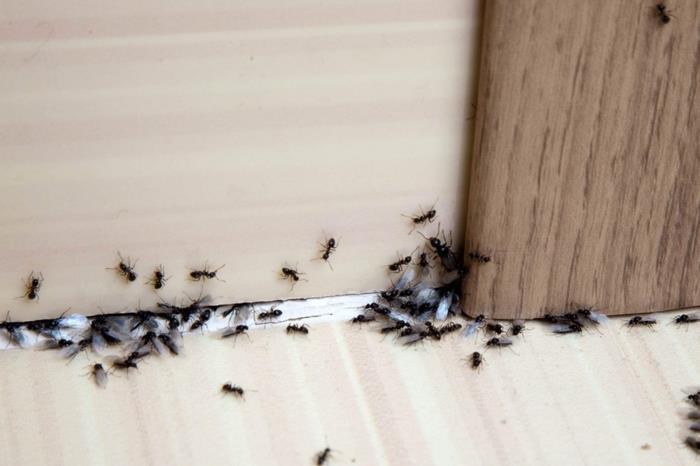 كيفية التخلص من النمل من الطرق الفعالة ضد غزو الحشرات للأماكن المغلقة