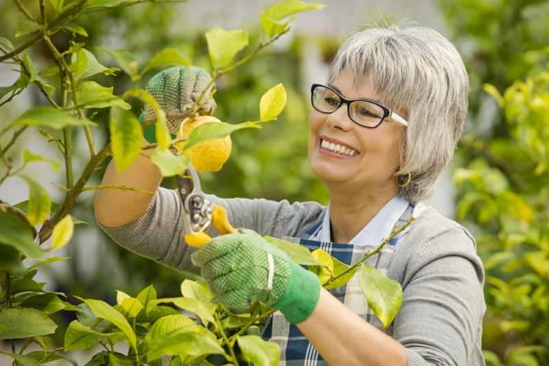 hur man beskär ett citronträd en dam som beskär ett citronträd