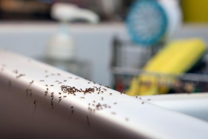 كيف تقتل النمل حلول طبيعية فعالة ضد غزو الحشرات المنزلية