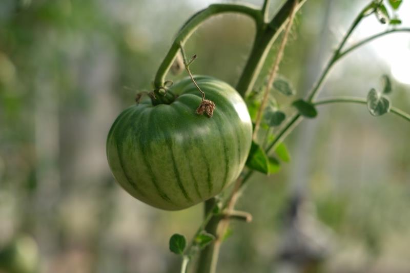thermomix grön tomatsylt receptberedning med grön mogen tomatsort