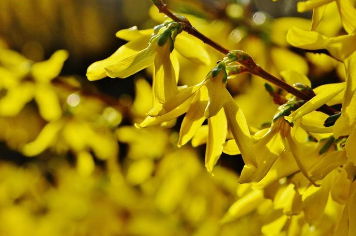 žltý záhradný živý plot s japonským rohovcom, plodné kvitnutie skoro na jar