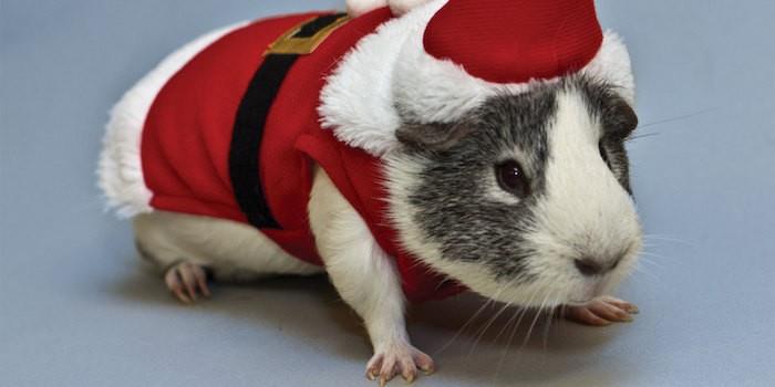 kostým-santa-vianočný-škrečok-vtipný-zvierací-kostým