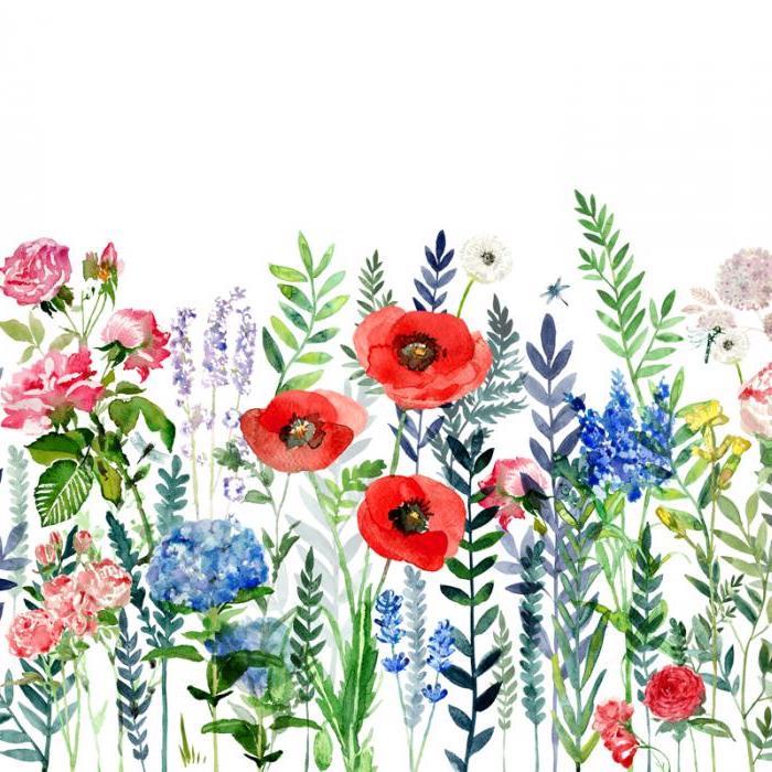 Farebná kresba krok za krokom, rôzne vidiecke kvety, nakreslite dekoráciu makovej steny, aby ste si to urobili sami