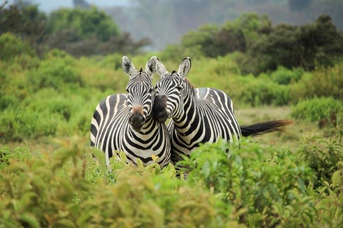 pekná tapeta, ktorá ukazuje lásku medzi pár zebrami na prechádzke zelenou prírodou, roztomilá fotka zvierat