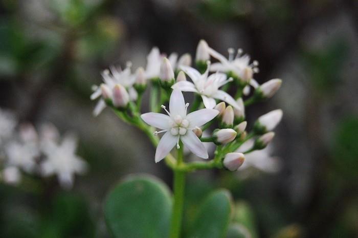 crassula-ovata-blomma-och-vinter-växt-balkong