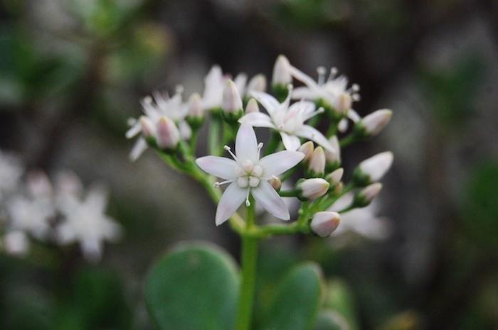 crassula-ovata-kvet-a-zima-rastlina-balkón