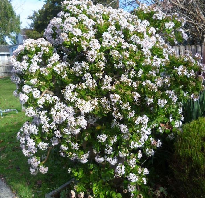 Jade strom alebo Crassula Ovata-kvet-zima-kvitnúce