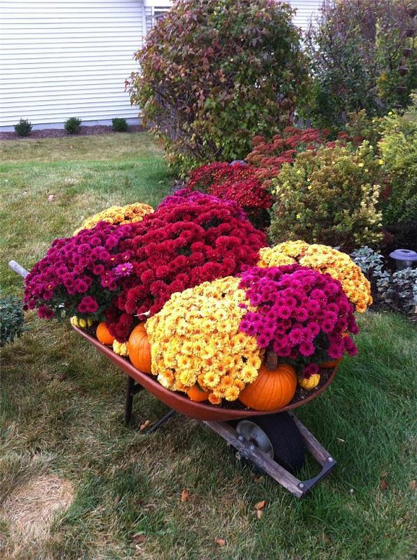 skottkärra fylld med blomkrukor och pumpor, rustik färgglad trädgårdsinredning