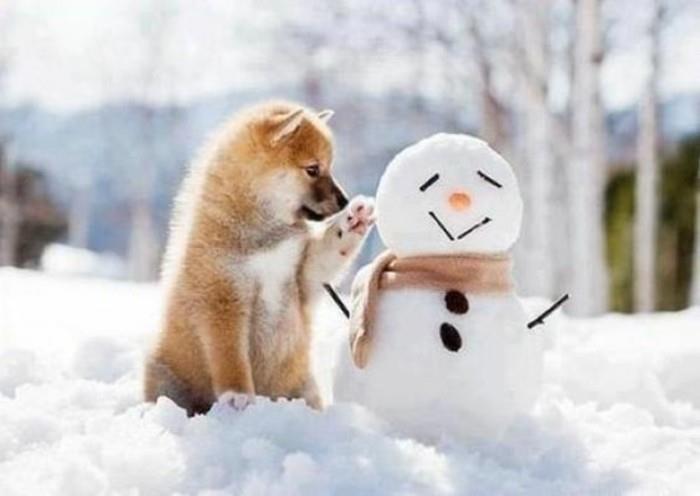 make-a-snowman-with-your-dog-a-cool-idea-snowman