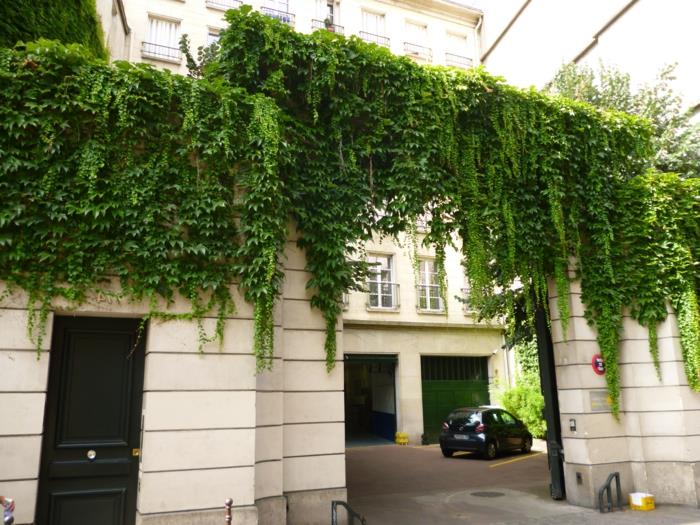 vonkajšia zelená stena so závesnými rastlinami, brečtan, klasický stavebný štýl so stenami vo farbe slonovej kosti, veľké vstupné dvere na nádvorie parížskej budovy