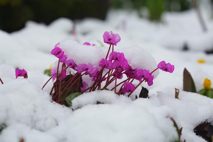 cyklamen-flerårig-växt-blommor-på vintern