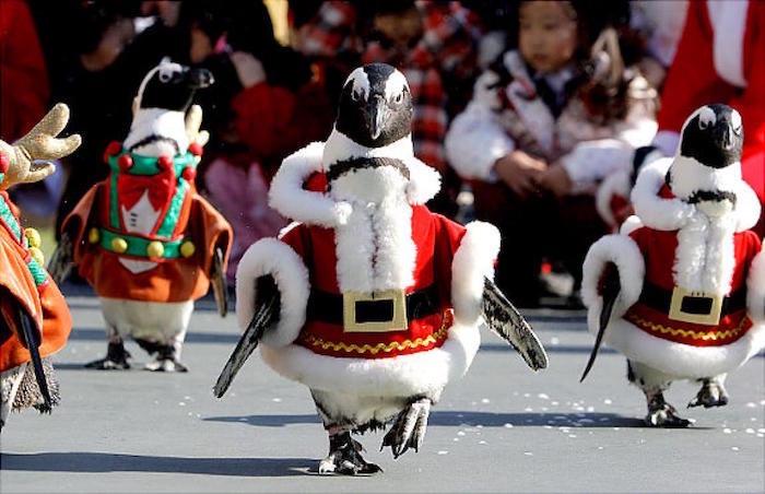 kostým-santa-vianoce-vtipné-zvieracie-tučniaky