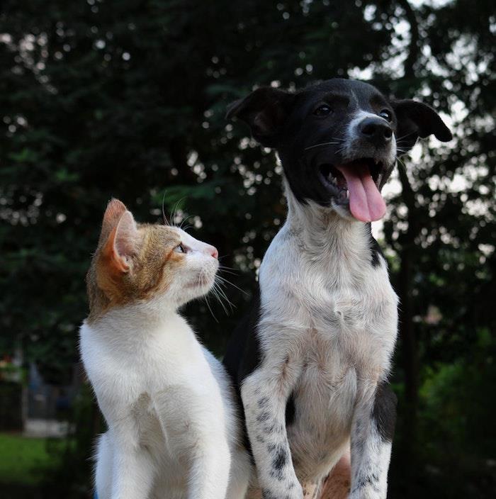 الفكاهة خلفية صورة الخلفية خلفية روح الدعابة القط والكلب أصدقاء رائعتين