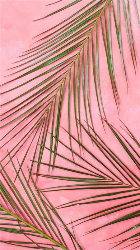 zelené palmové ratolesti na ružovom pozadí ukážka jednoduchého a elegantného obrázku na pozadí