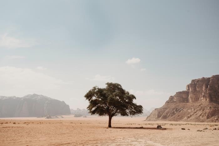 فكرة خلفية مع المناظر الطبيعية ، صورة لشجرة في الصحراء ، منظر طبيعي من الطبيعة العذراء في الصحراء